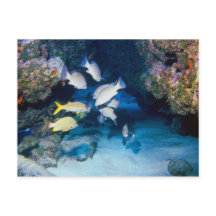 HÅL I WALL POSTCARD