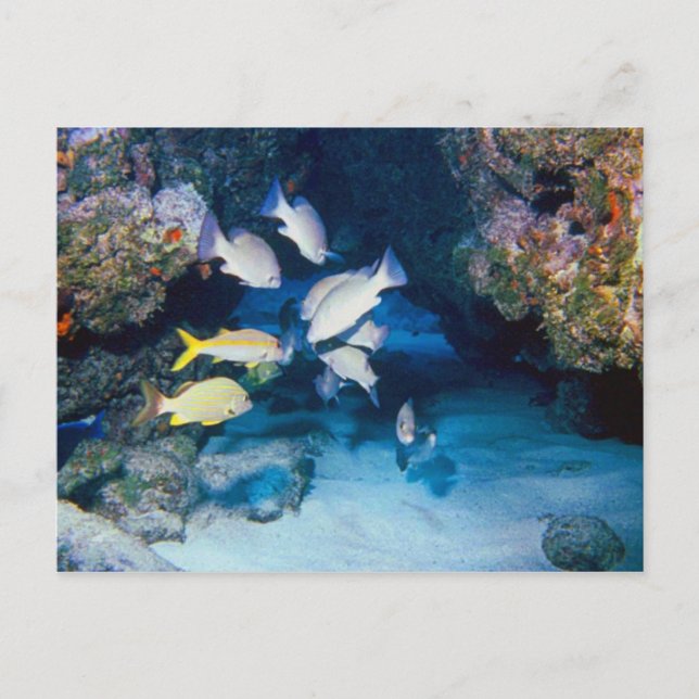 HÅL I WALL POSTCARD VYKORT (Framsida)