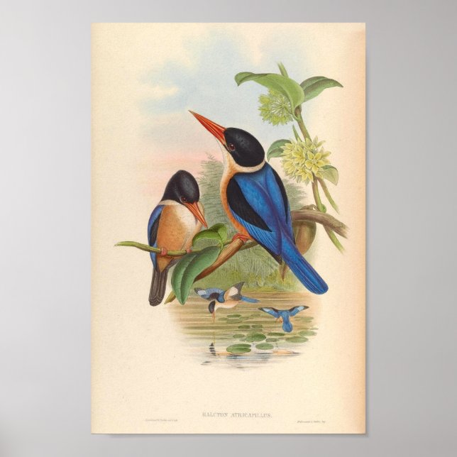 Halcyon Atricapillus Kingfisher Vintage Birds Poster (Framsidan)