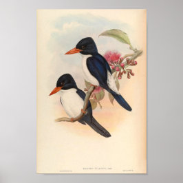 Halcyon Fulcidus Kingfisher Vintage Birds Poster