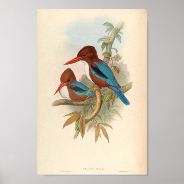 Halcyon Fusca White Throated Kingfisher Poster (Framsidan)