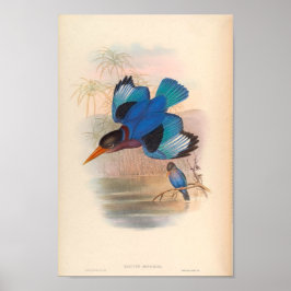 Halcyon Omnicolor Kingfisher Vintage Birds of Asia Poster
