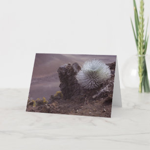 Haleakala Silversword Kort