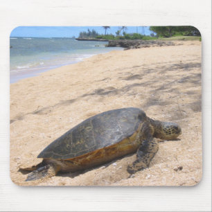 Haleiwa Honu Musmatta