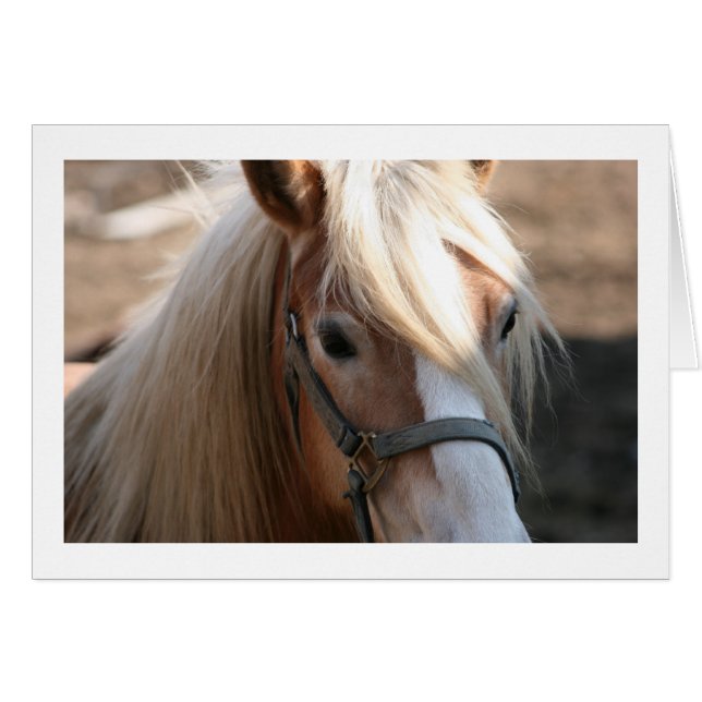 Halflinger kort (Framsidan Horizontal)