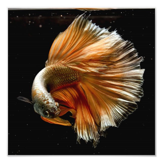 Halfmoon Betta Fish Fototryck (Framsidan)
