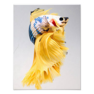 HalfmoonBetta fisk Fototryck