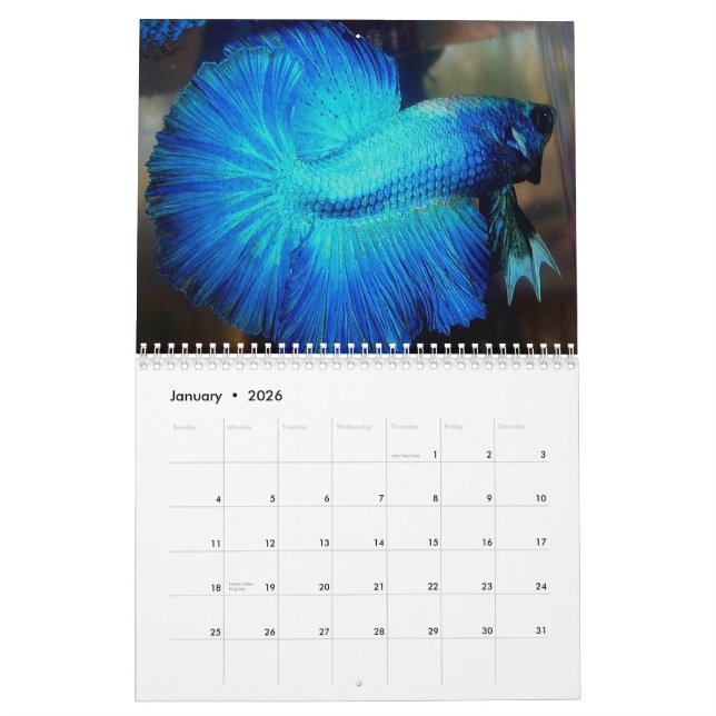 HalfmoonBetta kalender 2013 vid Karen Mac Auley (Jan 2026)