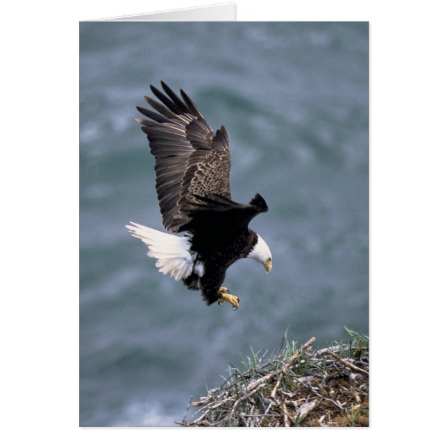 Haliaeetus leucocephalus hälsningskort (Framsidan)