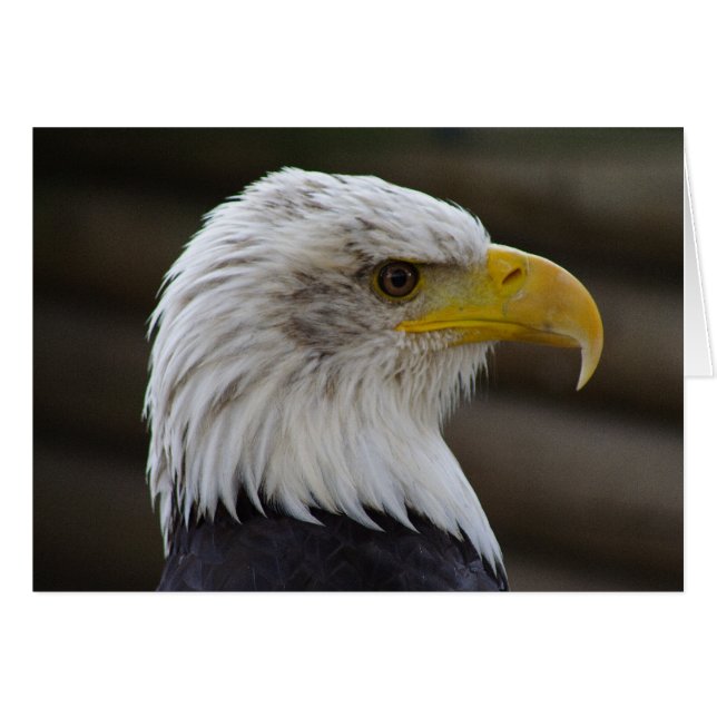 Haliaeetus leucocephalus hälsningskort (Framsidan Horizontal)