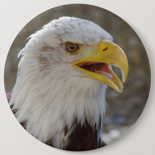 Haliaeetus leucocephalus knapp (Framsida)