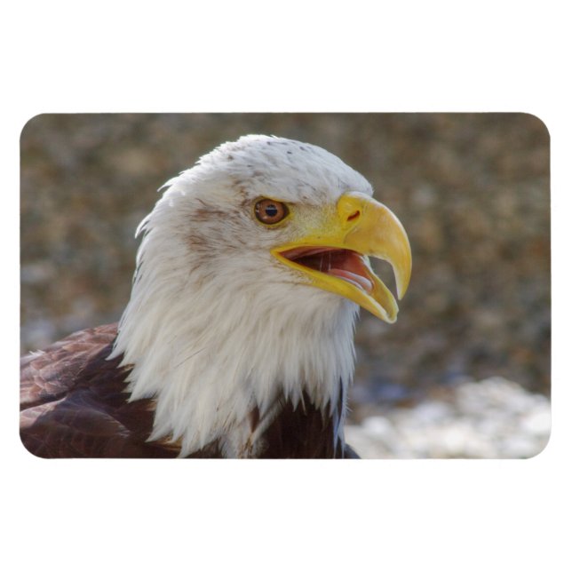 Haliaeetus leucocephalus magnet (Horisontell)