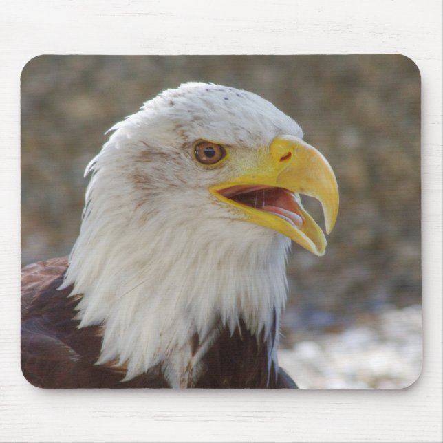 Haliaeetus leucocephalus musmatta (Framsidan)