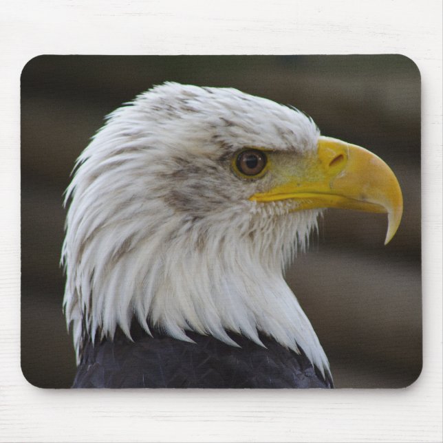 Haliaeetus leucocephalus musmatta (Framsidan)