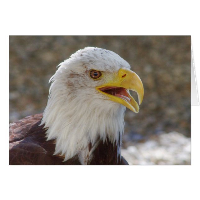 Haliaeetus leucocephalus OBS kort (Framsidan Horizontal)