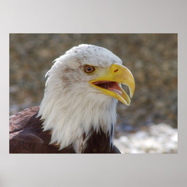 Haliaeetus leucocephalus poster (Framsidan)