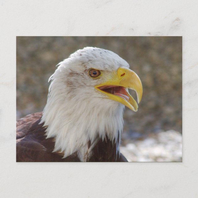 Haliaeetus leucocephalus vykort (Framsida)