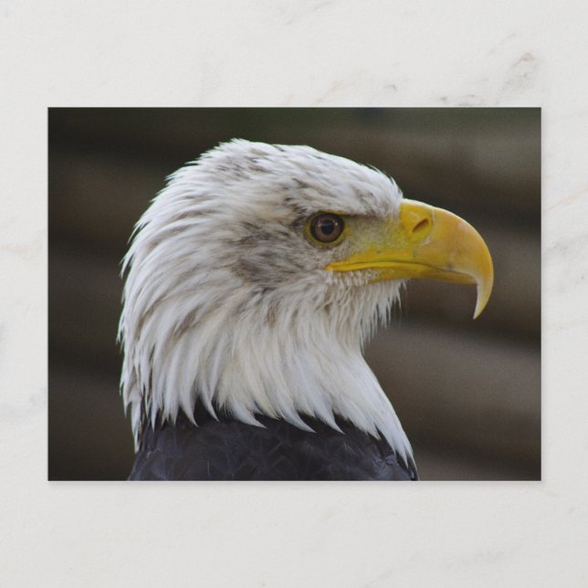 Haliaeetus leucocephalus vykort (Framsida)