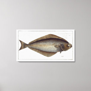Halibut (Pleuronectes Hippoglossus) platta XLVII f Canvastryck