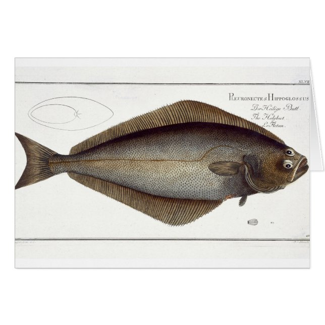 Halibut (Pleuronectes Hippoglossus) platta XLVII f Hälsningskort (Framsidan Horizontal)