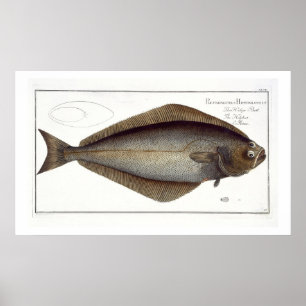 Halibut (Pleuronectes Hippoglossus) platta XLVII f Poster