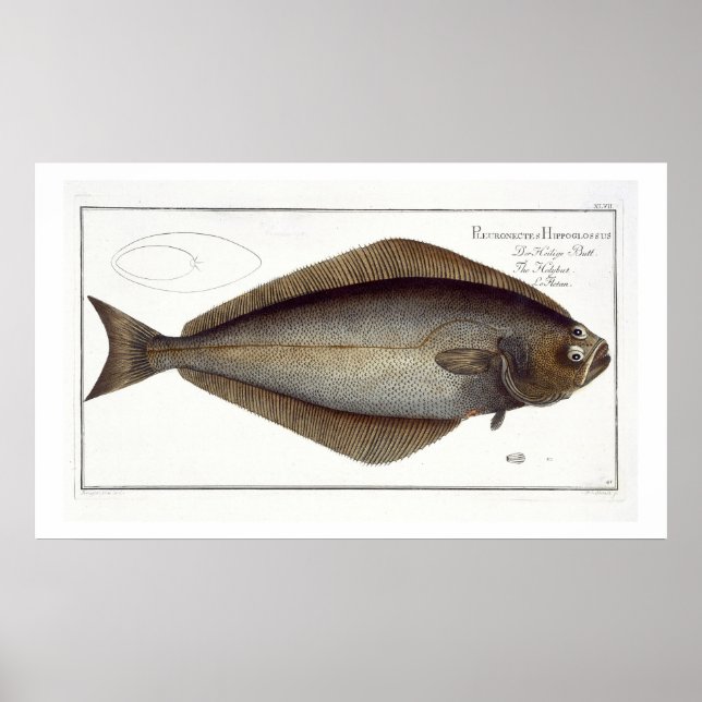 Halibut (Pleuronectes Hippoglossus) platta XLVII f Poster (Framsidan)