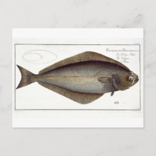 Halibut (Pleuronectes Hippoglossus) platta XLVII f Vykort