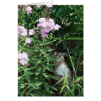 Håll dig Nyfiken Hälsningskort