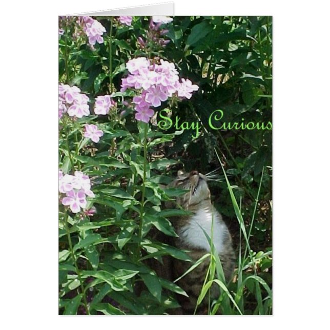 Håll dig Nyfiken Hälsningskort (Framsidan)