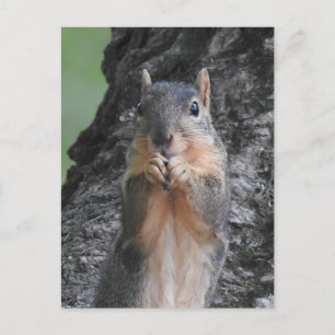 Håll i Touch Funny Cute Squirrel Vykort