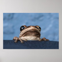 Håll in där Frog