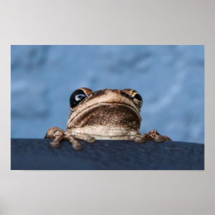 Håll in där Frog Poster