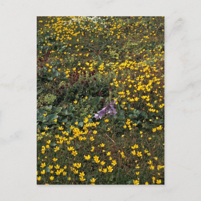 Hall Island-blommor, Bog Saxifrage Vykort (Framsida)