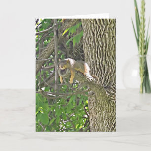 Håll kvar där Cute Squirrel på supportkortet för T Kort