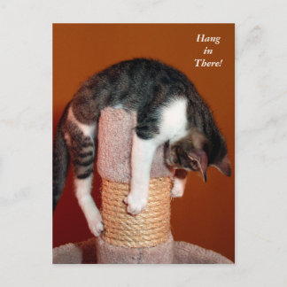Håll kvar där Humous Tabby katt Post Card Vykort