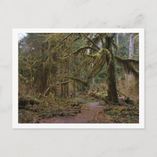 Hall of Mosses at Hoh Rainforest Vykort