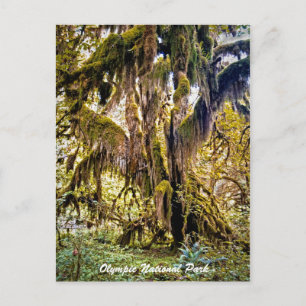 Hall of Mosses Trail, Olympic National Park Vykort