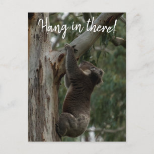 Håll ut! Australien Koala Cute Vykort