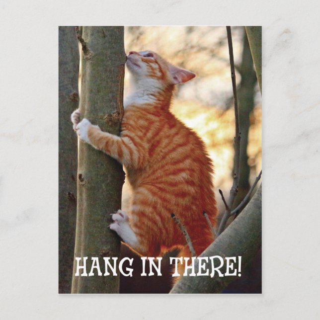 Håll ut där med katt i fotot i träd vykort (Framsida)