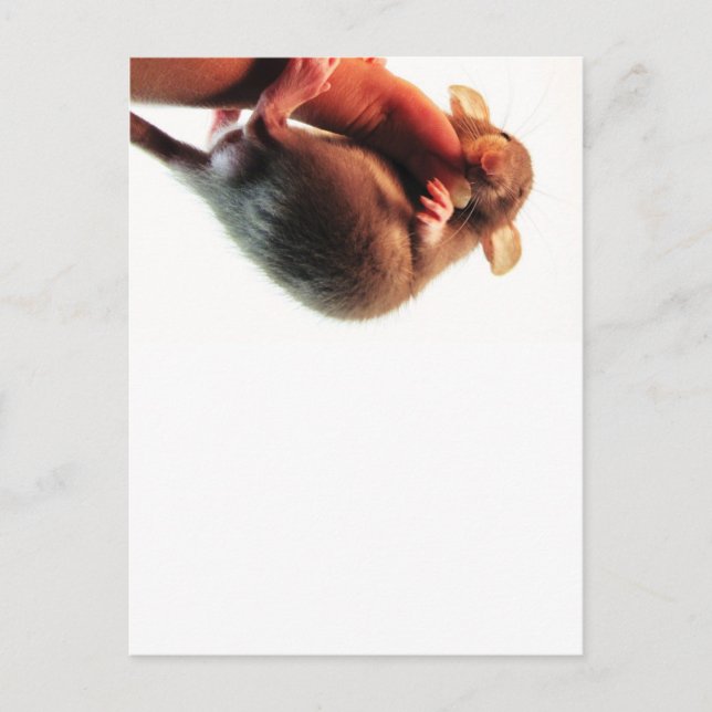 Håll ut där Råtta Vykort (Framsida)