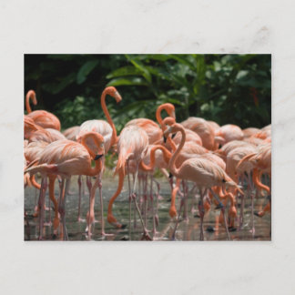 Hålla ögonen på för fågel vykort