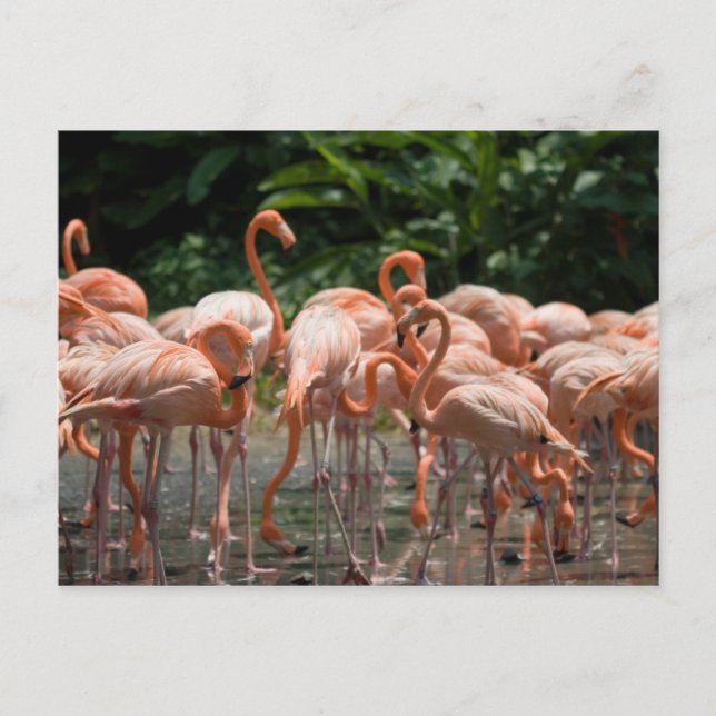 Hålla ögonen på för fågel vykort (Framsida)