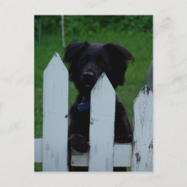 hålla ut öga vykort