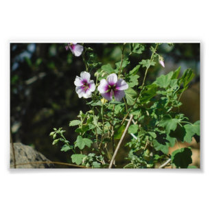 Hållande ögonen på blommor fototryck