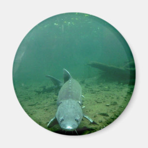 Hållande ögonen på monster magnet