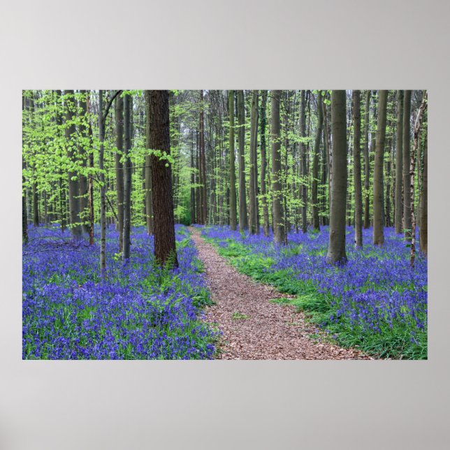 Halle-skogen | Halle, Belgien Poster (Framsidan)