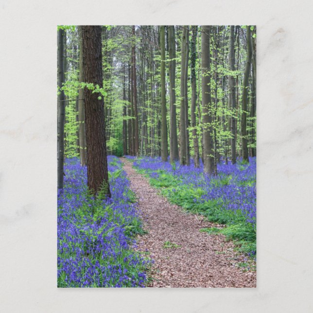 Halle-skogen | Halle, Belgien Vykort (Framsida)