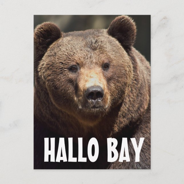 HALLO BAY GRIZZLY BEAR POSTCARDS VYKORT (Framsida)
