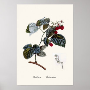 hallon poster