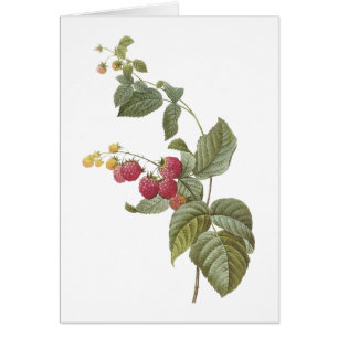 hallon (Rubus sp.) av Redouté Hälsningskort